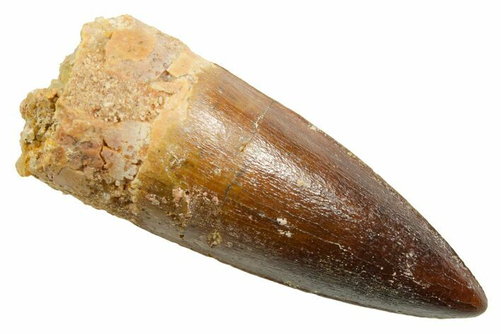 Fossil Spinosaurus Tooth - Real Dinosaur Tooth #362909